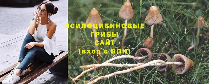 хочу   Канаш  Псилоцибиновые грибы Psilocybe 